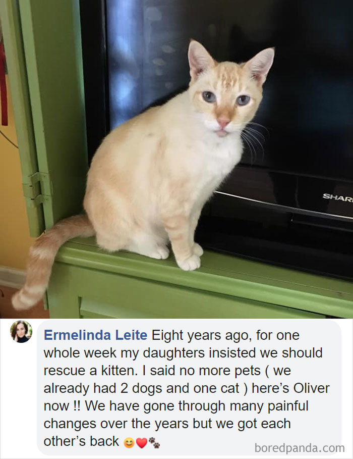 Parents-Didnt-Want-Cat-Now-Loves-Them