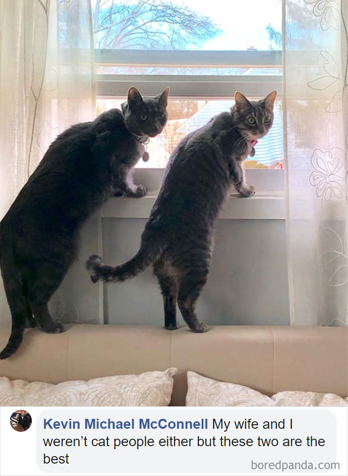 Parents-Didnt-Want-Cat-Now-Loves-Them