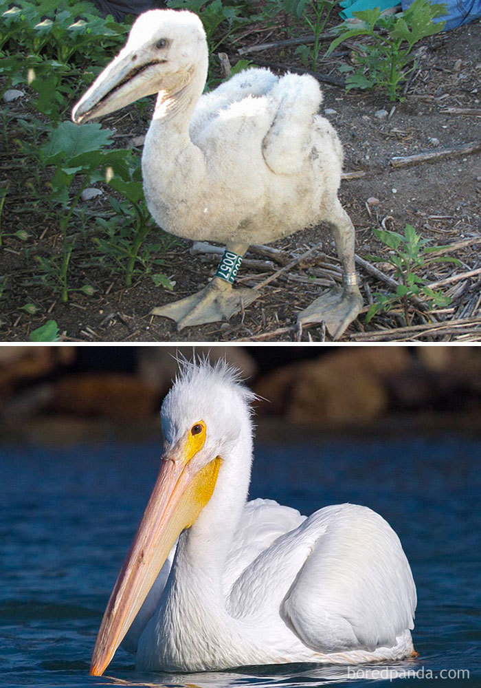 American White Pelican