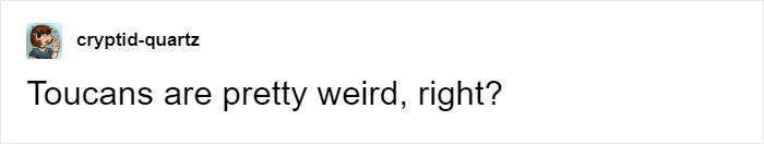 People Are Suddenly Realizing Toucans Are Weirder Than They Thought, Share Facts About Them In A Viral Thread People Are Suddenly Realizing Toucans Are Weirder Than They Thought, Share Facts About Them In A Viral Thread