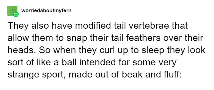 People Are Suddenly Realizing Toucans Are Weirder Than They Thought, Share Facts About Them In A Viral Thread