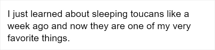 People Are Suddenly Realizing Toucans Are Weirder Than They Thought, Share Facts About Them In A Viral Thread People Are Suddenly Realizing Toucans Are Weirder Than They Thought, Share Facts About Them In A Viral Thread