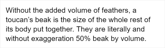 People Are Suddenly Realizing Toucans Are Weirder Than They Thought, Share Facts About Them In A Viral Thread People Are Suddenly Realizing Toucans Are Weirder Than They Thought, Share Facts About Them In A Viral Thread