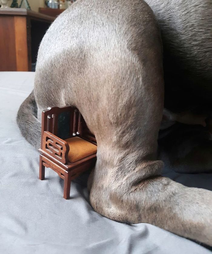 Here's My Dog In The Tiny Chair I Recently Got At A Flea Market In Western MA