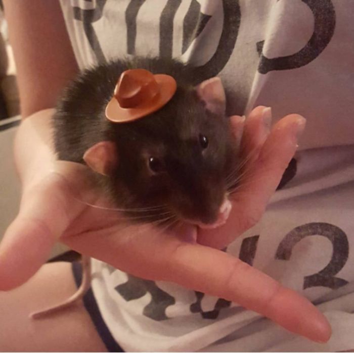 Hold On... I've Got One, What About A Rat In A Tiny Ranger Hat?