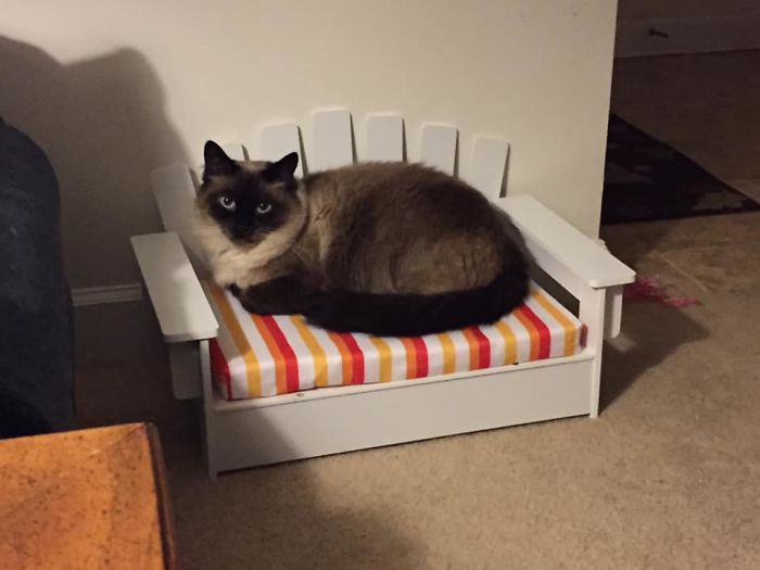 My Cat In His Adirondack Chair I Got Him