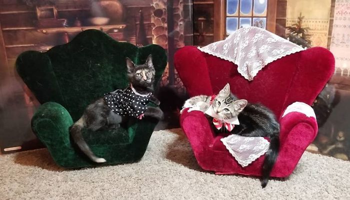 .i Thrifted Both Of These Fancy Cat Chairs In A Week Time Span And Two Different Thrift Stores (Portland, Oregon Area)