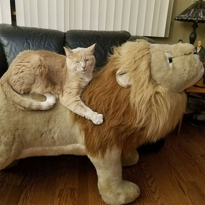 I See All Your Tiny Animals And I Raise You Simba On Thrifted Bigger Simba (A Childhood Toy From Years Ago