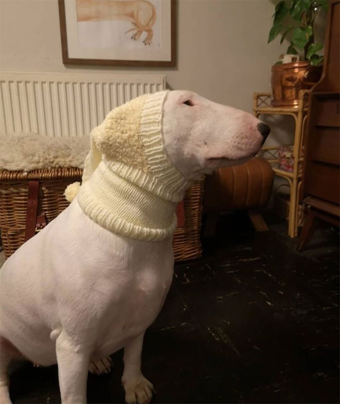 Hand Knitted Dog Snood For 50p Thank You Very Much