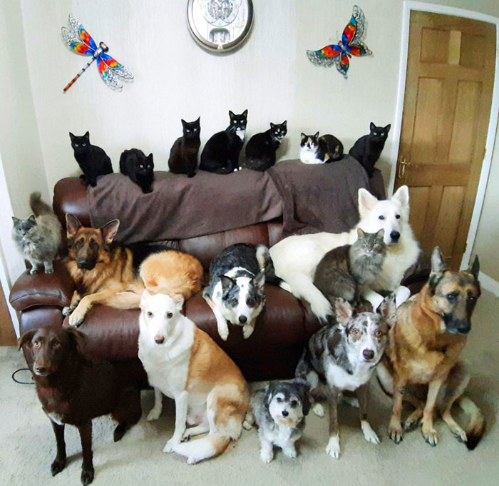 Woman Finally Manages To Get Her 17 Pets To Sit Still For A Photo
Woman Finally Manages To Get Her 17 Pets To Sit Still For A Photo