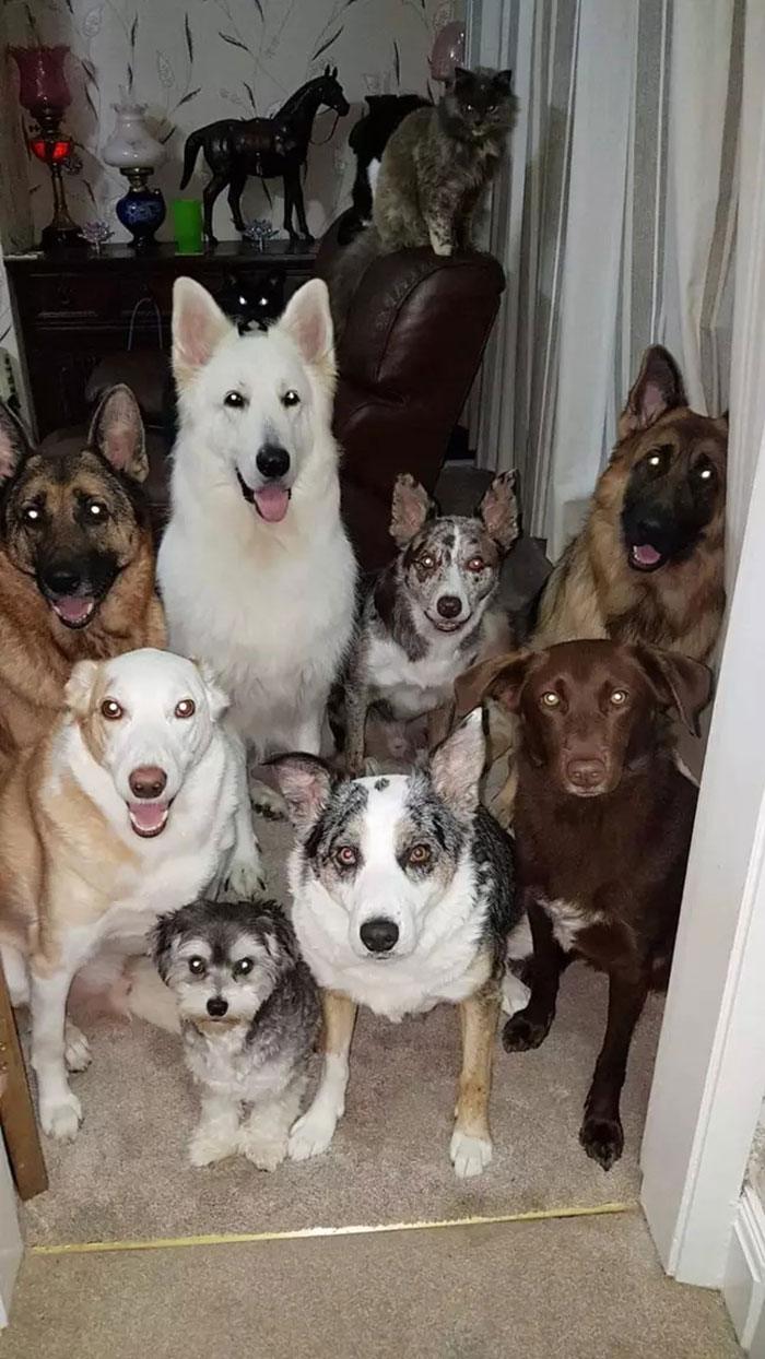 Woman Finally Manages To Get Her 17 Pets To Sit Still For A Photo
Woman Finally Manages To Get Her 17 Pets To Sit Still For A Photo