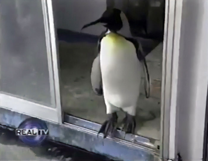 This Rescued King Penguin Loved Going To The Fish Market So Much That His Family Taught Him How To Buy Fish On His Own This Rescued King Penguin Loved Going To The Fish Market So Much That His Family Taught Him How To Buy Fish On His Own