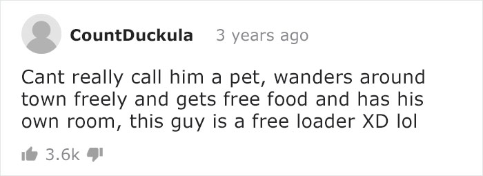 This Rescued King Penguin Loved Going To The Fish Market So Much That His Family Taught Him How To Buy Fish On His Own
