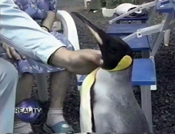 This Rescued King Penguin Loved Going To The Fish Market So Much That His Family Taught Him How To Buy Fish On His Own This Rescued King Penguin Loved Going To The Fish Market So Much That His Family Taught Him How To Buy Fish On His Own