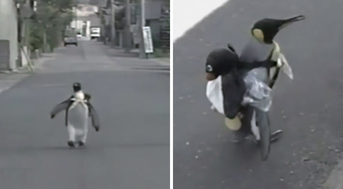 This Rescued King Penguin Loved Going To The Fish Market So Much That His Family Taught Him How To Buy Fish On His Own