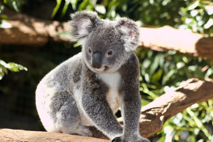 Someone Points Out That Dog Paws Look Like Koalas And Everyone Shares Pics Someone Points Out That Dog Paws Look Like Koalas And Everyone Shares Pics