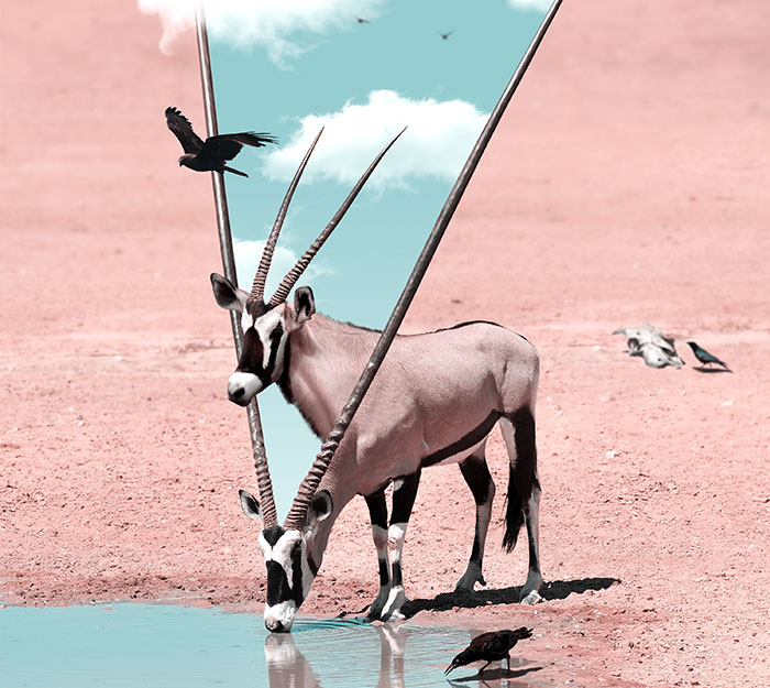 Here’s How I Imagine Animals Behave When You Aren’t Looking (25 New Pics)