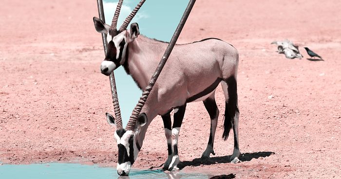 Here’s How I Imagine Animals Behave When You Aren’t Looking (25 New Pics)