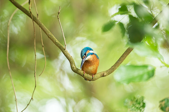 I Spent 35 Days Trying To Capture The Captivating Kingfisher (27 Pics)