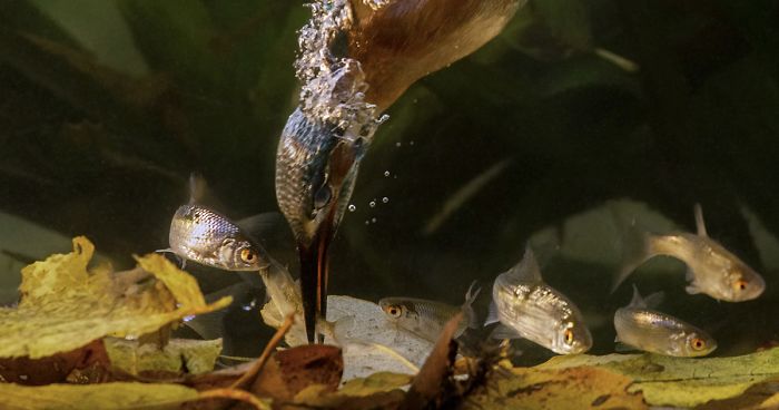 I Spent 35 Days Trying To Capture The Captivating Kingfisher (27 Pics)