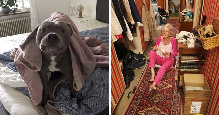 Woman Was Scared Of Neighbor’s Pit Bull, Until He Saved Her When She Was In Trouble