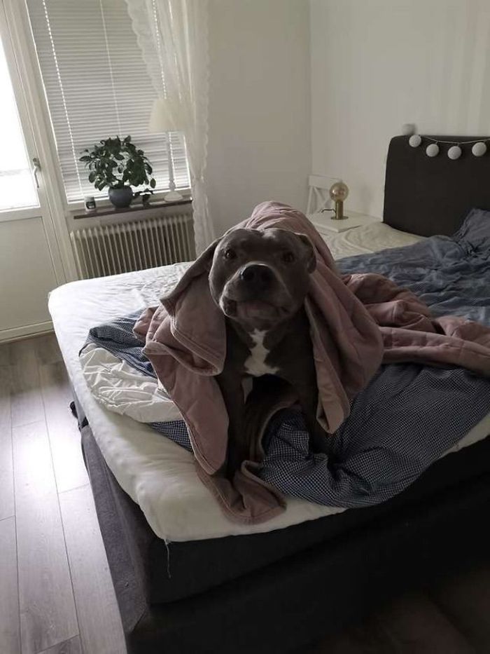 Woman Was Scared Of Neighbor's Pit Bull, Until He Saved Her When She Was In Trouble Woman Was Scared Of Neighbor's Pit Bull, Until He Saved Her When She Was In Trouble