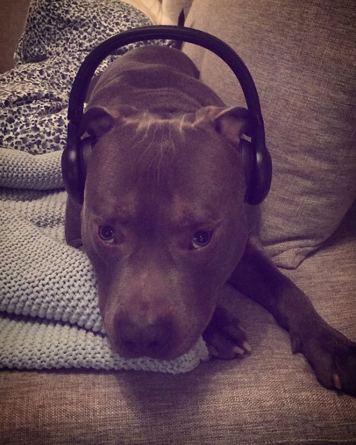 Woman Was Scared Of Neighbor's Pit Bull, Until He Saved Her When She Was In Trouble Woman Was Scared Of Neighbor's Pit Bull, Until He Saved Her When She Was In Trouble