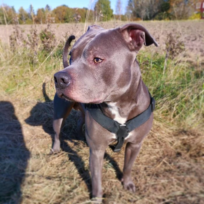 Woman Was Scared Of Neighbor's Pit Bull, Until He Saved Her When She Was In Trouble