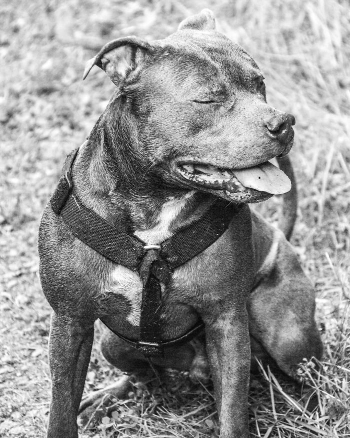 Woman Was Scared Of Neighbor's Pit Bull, Until He Saved Her When She Was In Trouble Woman Was Scared Of Neighbor's Pit Bull, Until He Saved Her When She Was In Trouble