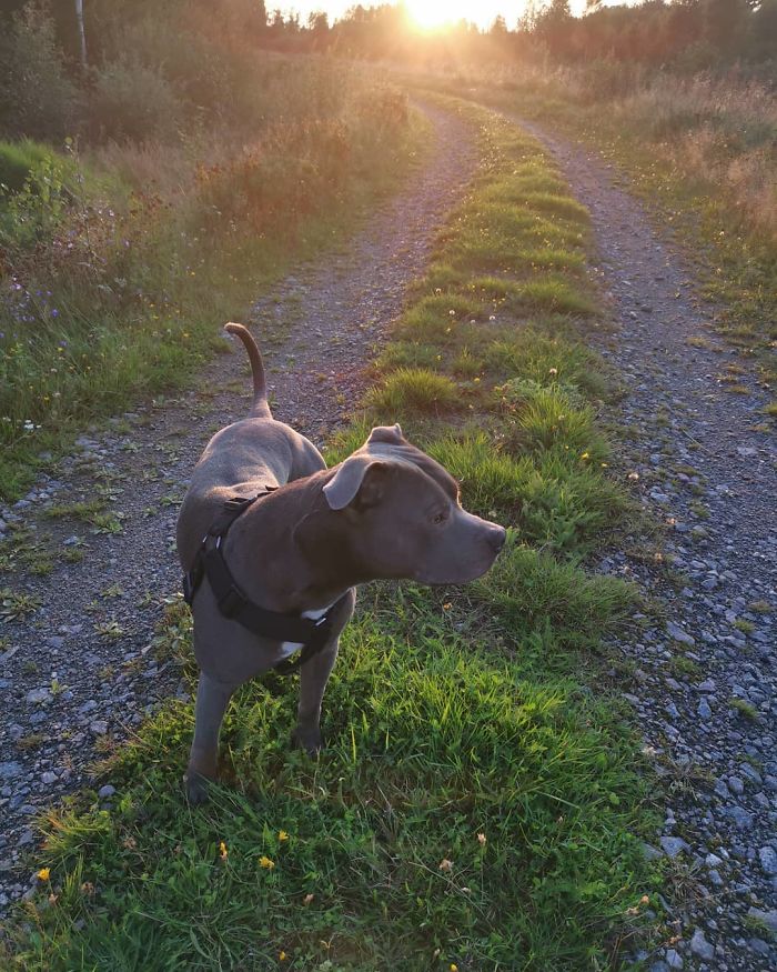 Woman Was Scared Of Neighbor's Pit Bull, Until He Saved Her When She Was In Trouble Woman Was Scared Of Neighbor's Pit Bull, Until He Saved Her When She Was In Trouble