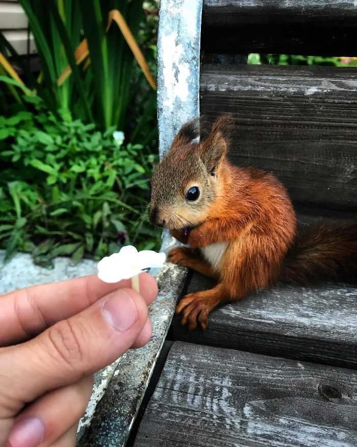 Guy Finds A Baby Squirrel That Can't Even Walk Yet, Takes It Home And Now They're Best Friends (26 Pics) Guy Finds A Baby Squirrel That Can't Even Walk Yet, Takes It Home And Now They're Best Friends (26 Pics)