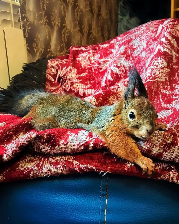 Guy Finds A Baby Squirrel That Can't Even Walk Yet, Takes It Home And Now They're Best Friends (26 Pics) Guy Finds A Baby Squirrel That Can't Even Walk Yet, Takes It Home And Now They're Best Friends (26 Pics)