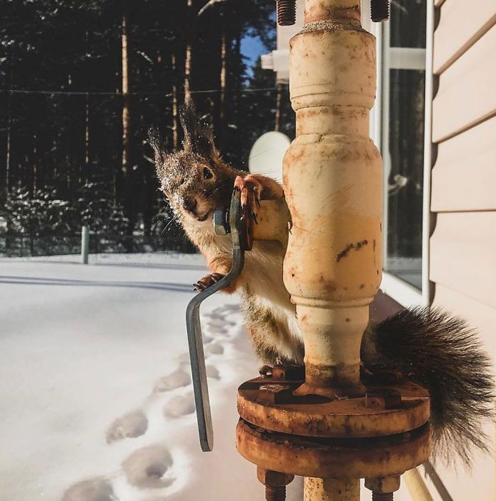 Guy Finds A Baby Squirrel That Can't Even Walk Yet, Takes It Home And Now They're Best Friends (26 Pics) Guy Finds A Baby Squirrel That Can't Even Walk Yet, Takes It Home And Now They're Best Friends (26 Pics)