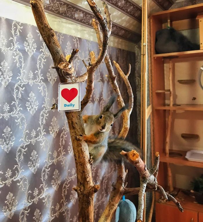 Guy Finds A Baby Squirrel That Can't Even Walk Yet, Takes It Home And Now They're Best Friends (26 Pics) Guy Finds A Baby Squirrel That Can't Even Walk Yet, Takes It Home And Now They're Best Friends (26 Pics)