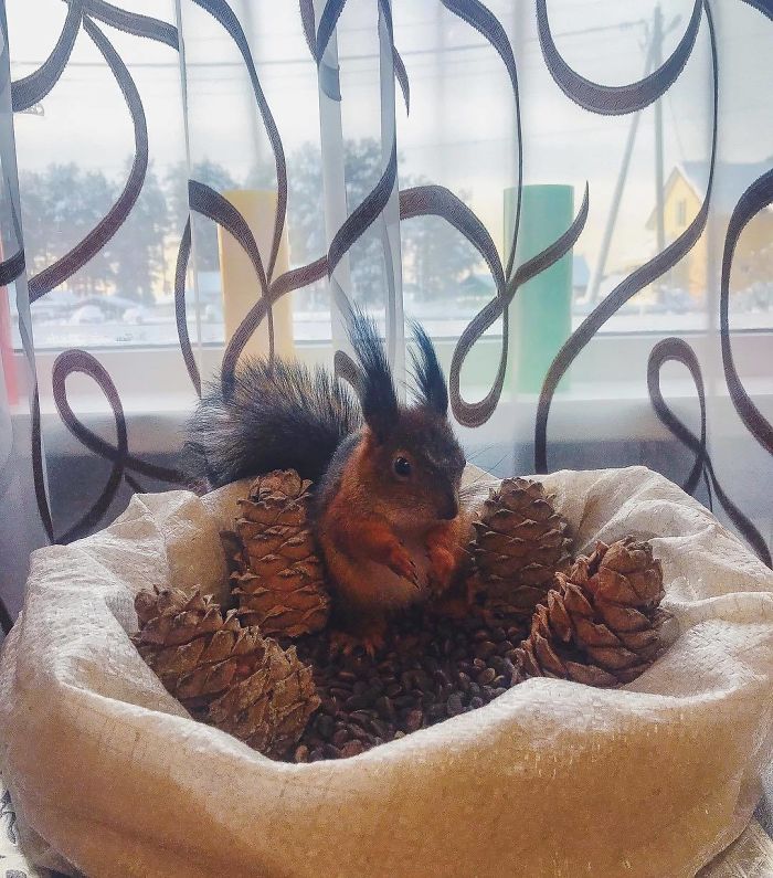 Guy Finds A Baby Squirrel That Can't Even Walk Yet, Takes It Home And Now They're Best Friends (26 Pics) Guy Finds A Baby Squirrel That Can't Even Walk Yet, Takes It Home And Now They're Best Friends (26 Pics)