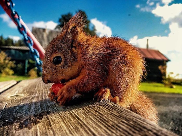 Guy Finds A Baby Squirrel That Can't Even Walk Yet, Takes It Home And Now They're Best Friends (26 Pics) Guy Finds A Baby Squirrel That Can't Even Walk Yet, Takes It Home And Now They're Best Friends (26 Pics)