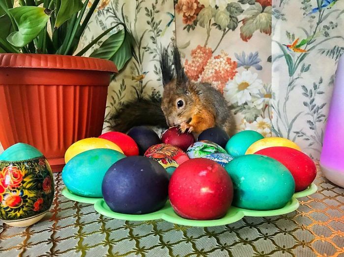 Guy Finds A Baby Squirrel That Can't Even Walk Yet, Takes It Home And Now They're Best Friends (26 Pics) Guy Finds A Baby Squirrel That Can't Even Walk Yet, Takes It Home And Now They're Best Friends (26 Pics)