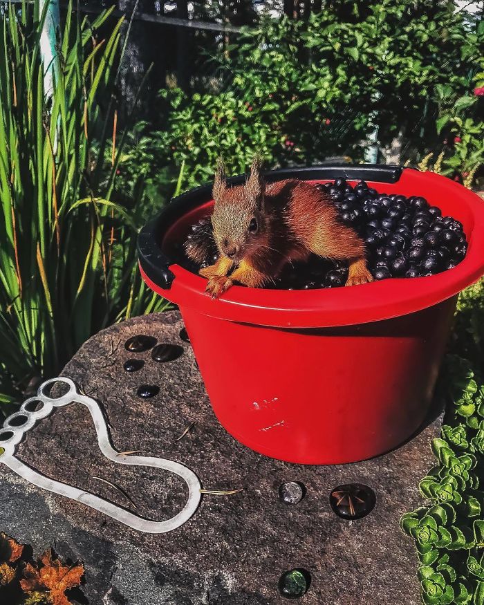 Guy Finds A Baby Squirrel That Can't Even Walk Yet, Takes It Home And Now They're Best Friends (26 Pics) Guy Finds A Baby Squirrel That Can't Even Walk Yet, Takes It Home And Now They're Best Friends (26 Pics)