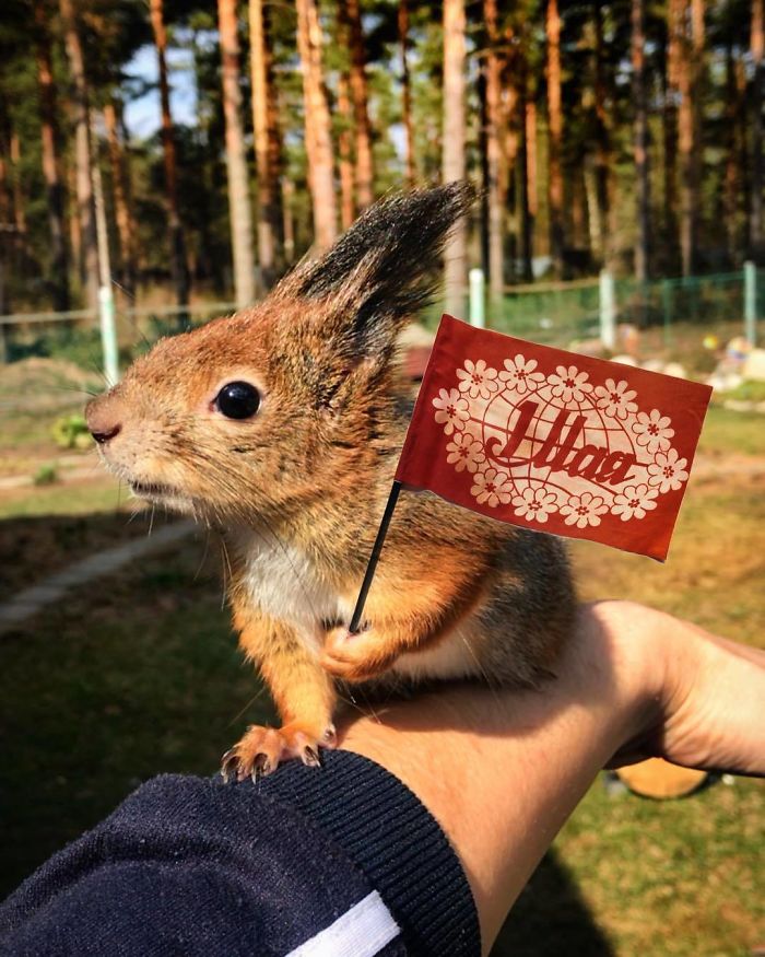 Guy Finds A Baby Squirrel That Can't Even Walk Yet, Takes It Home And Now They're Best Friends (26 Pics) Guy Finds A Baby Squirrel That Can't Even Walk Yet, Takes It Home And Now They're Best Friends (26 Pics)