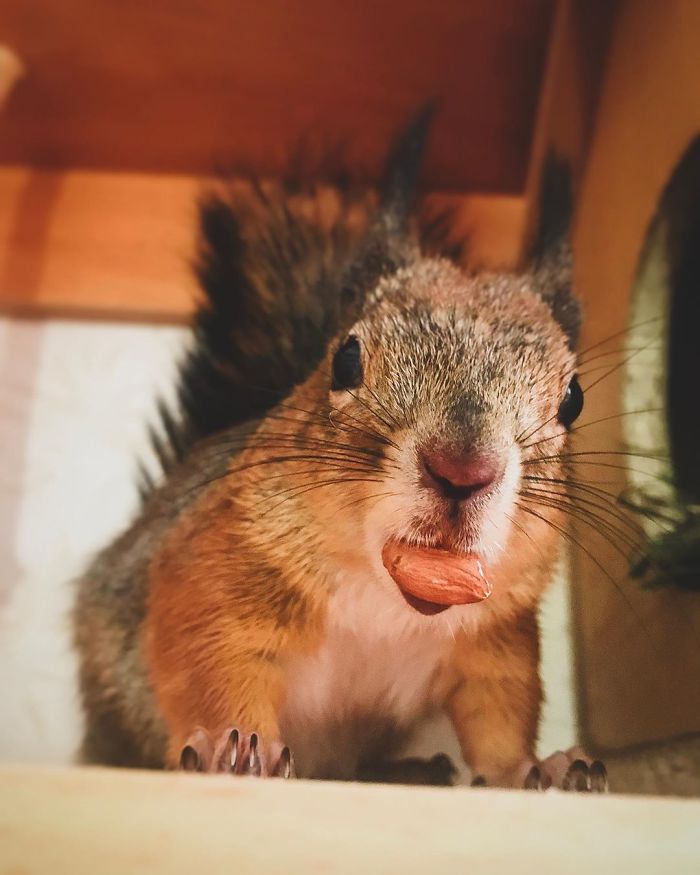 Guy Finds A Baby Squirrel That Can't Even Walk Yet, Takes It Home And Now They're Best Friends (26 Pics) Guy Finds A Baby Squirrel That Can't Even Walk Yet, Takes It Home And Now They're Best Friends (26 Pics)