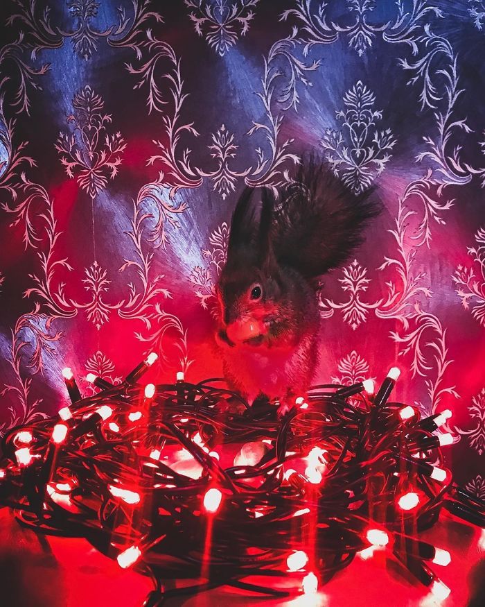 Guy Finds A Baby Squirrel That Can't Even Walk Yet, Takes It Home And Now They're Best Friends (26 Pics) Guy Finds A Baby Squirrel That Can't Even Walk Yet, Takes It Home And Now They're Best Friends (26 Pics)