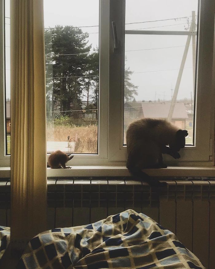 Guy Finds A Baby Squirrel That Can't Even Walk Yet, Takes It Home And Now They're Best Friends (26 Pics) Guy Finds A Baby Squirrel That Can't Even Walk Yet, Takes It Home And Now They're Best Friends (26 Pics)