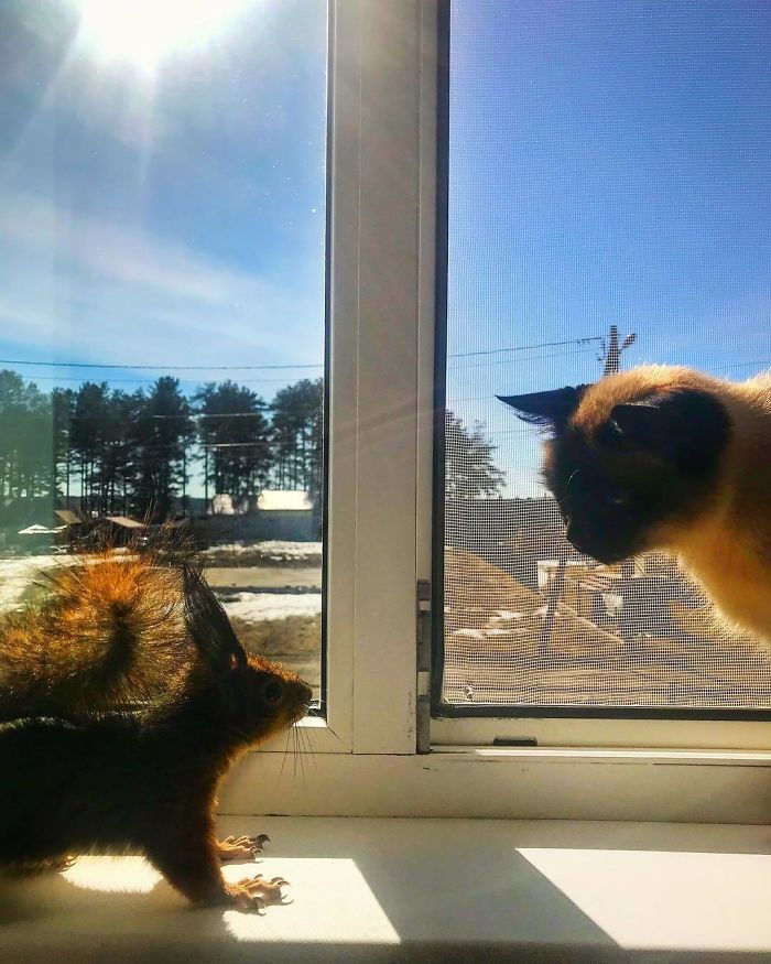 Guy Finds A Baby Squirrel That Can't Even Walk Yet, Takes It Home And Now They're Best Friends (26 Pics) Guy Finds A Baby Squirrel That Can't Even Walk Yet, Takes It Home And Now They're Best Friends (26 Pics)