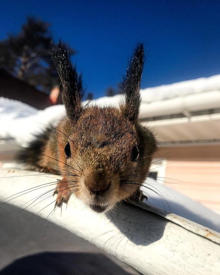 Guy Finds A Baby Squirrel That Can't Even Walk Yet, Takes It Home And Now They're Best Friends (26 Pics) Guy Finds A Baby Squirrel That Can't Even Walk Yet, Takes It Home And Now They're Best Friends (26 Pics)