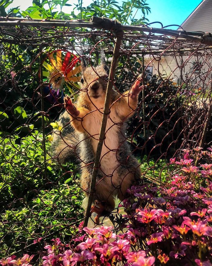 Guy Finds A Baby Squirrel That Can't Even Walk Yet, Takes It Home And Now They're Best Friends (26 Pics) Guy Finds A Baby Squirrel That Can't Even Walk Yet, Takes It Home And Now They're Best Friends (26 Pics)