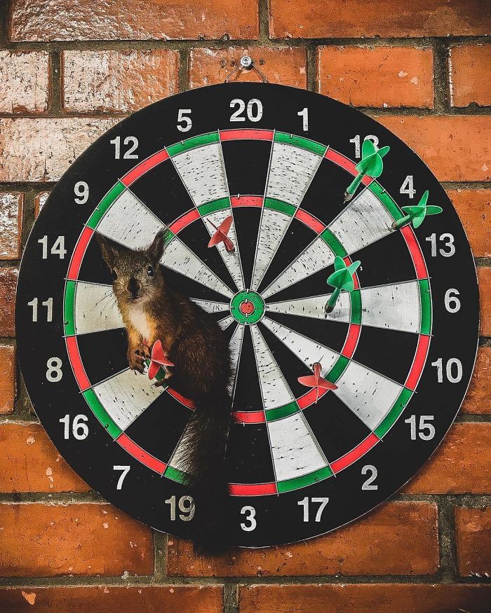 Guy Finds A Baby Squirrel That Can't Even Walk Yet, Takes It Home And Now They're Best Friends (26 Pics) Guy Finds A Baby Squirrel That Can't Even Walk Yet, Takes It Home And Now They're Best Friends (26 Pics)