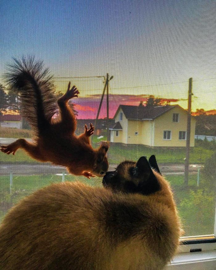 Guy Finds A Baby Squirrel That Can't Even Walk Yet, Takes It Home And Now They're Best Friends (26 Pics) Guy Finds A Baby Squirrel That Can't Even Walk Yet, Takes It Home And Now They're Best Friends (26 Pics)