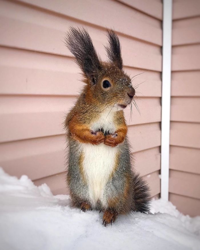 Guy Finds A Baby Squirrel That Can't Even Walk Yet, Takes It Home And Now They're Best Friends (26 Pics) Guy Finds A Baby Squirrel That Can't Even Walk Yet, Takes It Home And Now They're Best Friends (26 Pics)