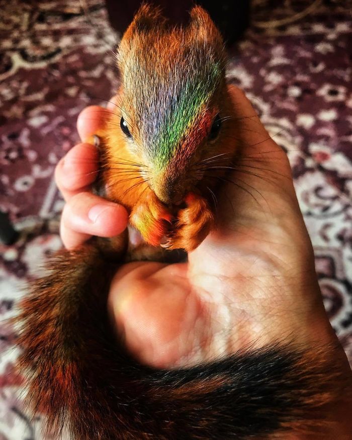 Guy Finds A Baby Squirrel That Can't Even Walk Yet, Takes It Home And Now They're Best Friends (26 Pics) Guy Finds A Baby Squirrel That Can't Even Walk Yet, Takes It Home And Now They're Best Friends (26 Pics)