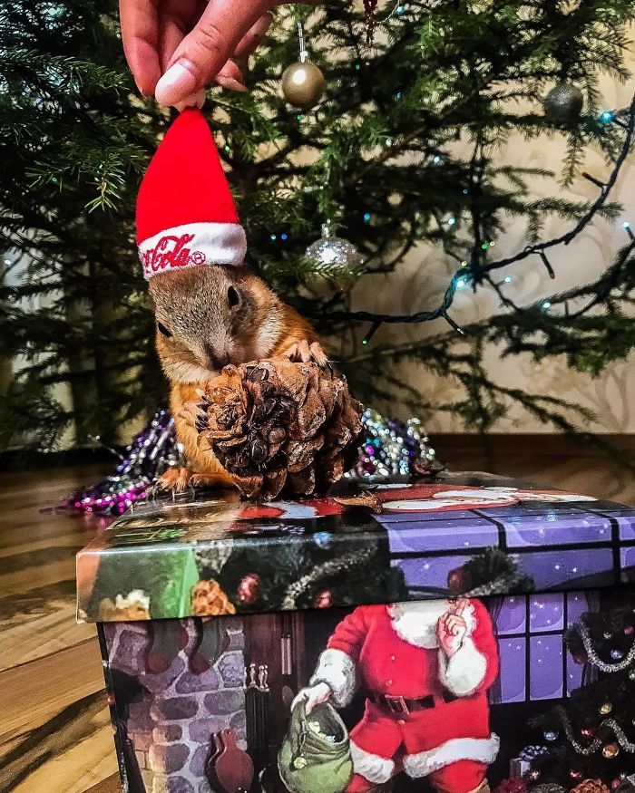 Guy Finds A Baby Squirrel That Can't Even Walk Yet, Takes It Home And Now They're Best Friends (26 Pics) Guy Finds A Baby Squirrel That Can't Even Walk Yet, Takes It Home And Now They're Best Friends (26 Pics)